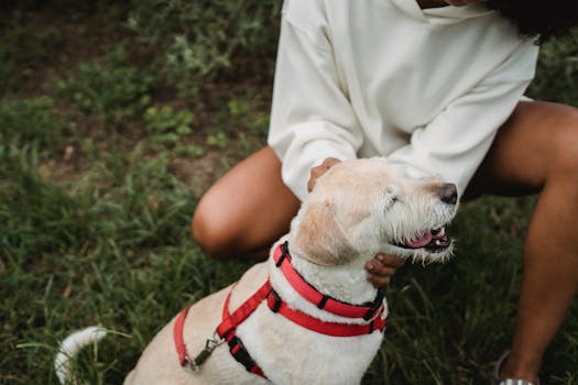 happy dog sitting next to a person