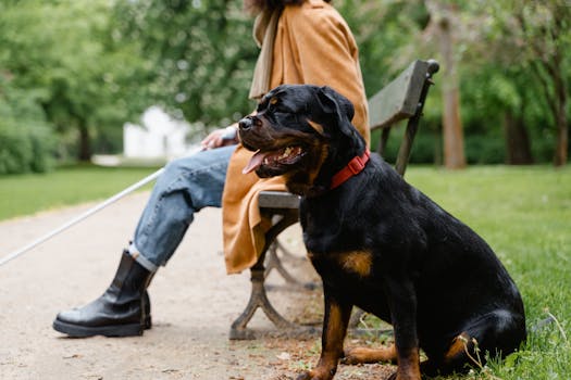 service dog training with collar