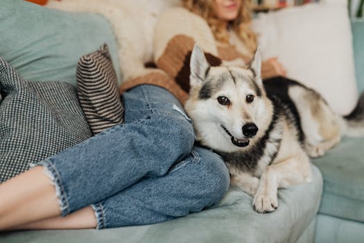 A service dog resting next to its owner