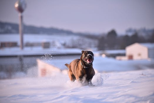 happy dog running through a tunnel