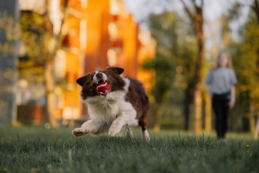 dog jumping over a hurdle