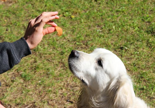 dog focused on a treat