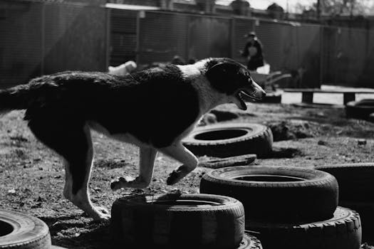 dog navigating an agility course