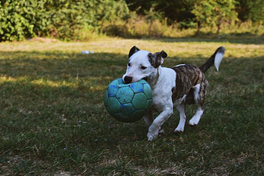 happy rescue dog playing in the park