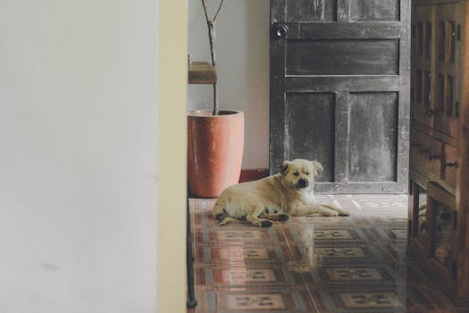 dog practicing commands in a small living room