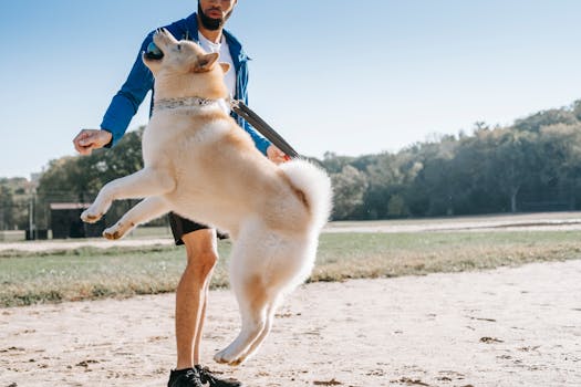 dog training session in a park