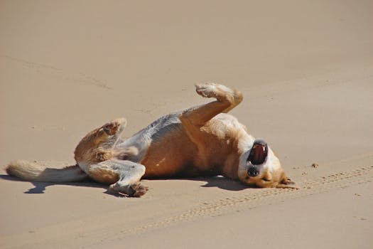 dog happily rolling over