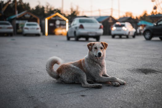 dog lying down