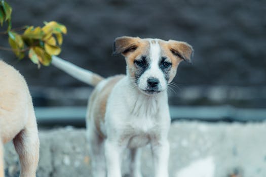 dog looking confused