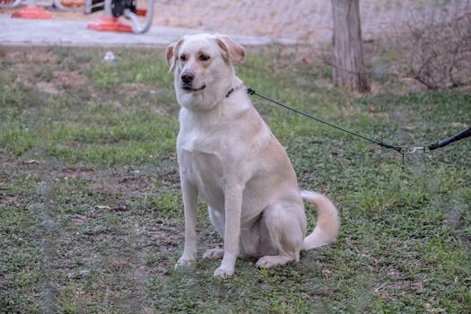 Dog training session in a calm environment