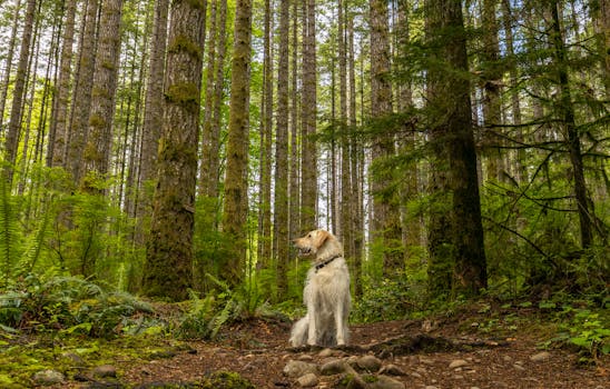 Golden Retriever excited to explore