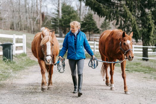 Harness and leash designed for training