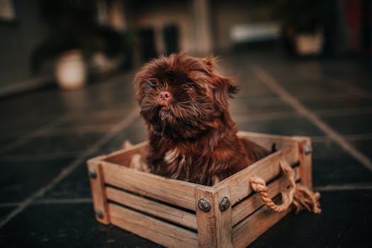 cozy puppy crate setup