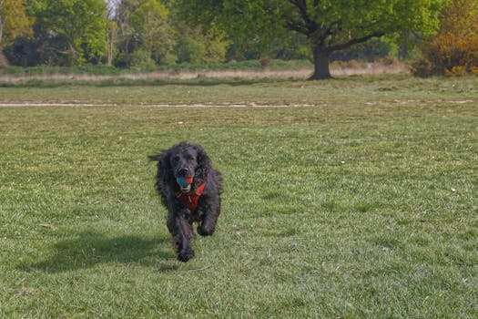 dog fetching items