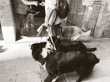 a service dog helping its owner during a busy day