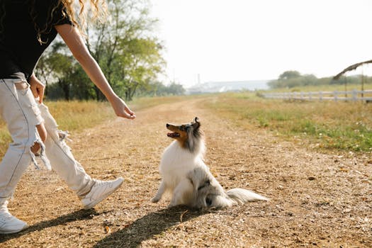 dog training session with treats