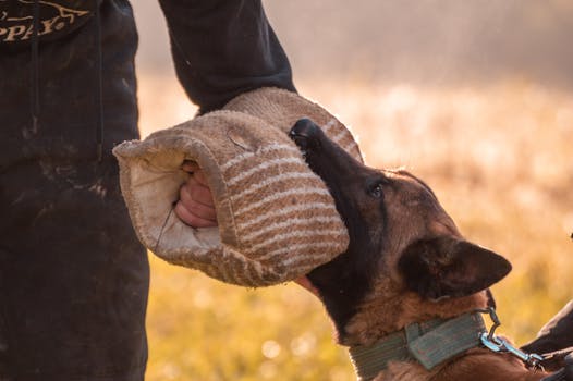 trainer working with service dog