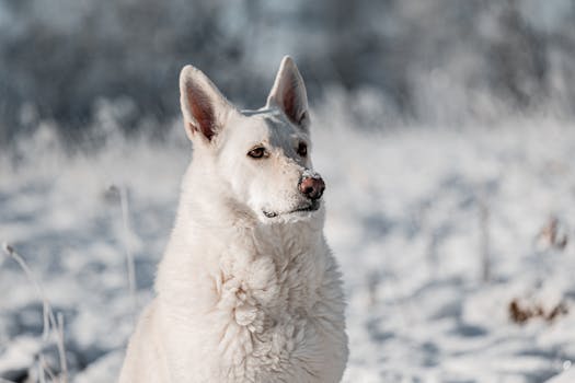 dog with clean ears