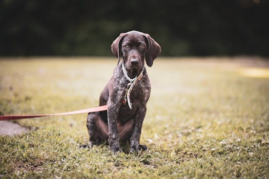 puppy on a leash training