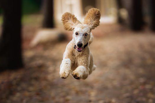 happy dog jumping