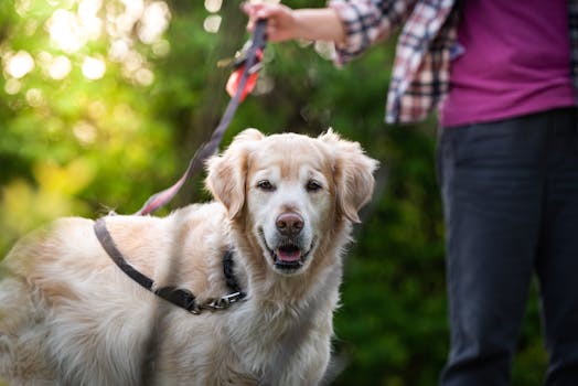 person using a leash with a well-behaved dog