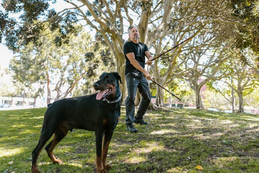 service dog training session