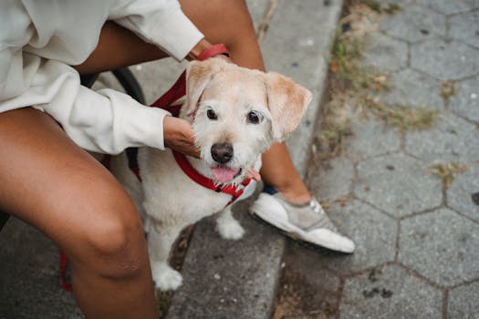 service dog with owner enjoying a day out