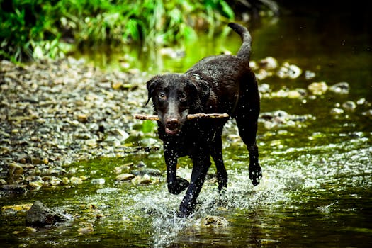 Happy dog playing fetch