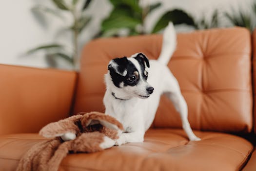 puppy playing with a toy