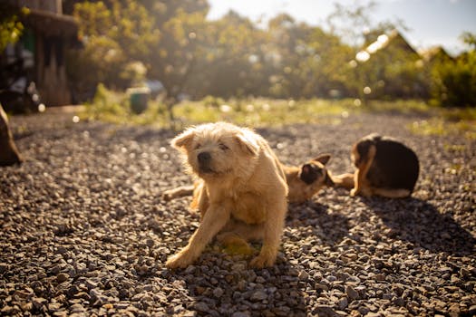 puppy happily playing outside