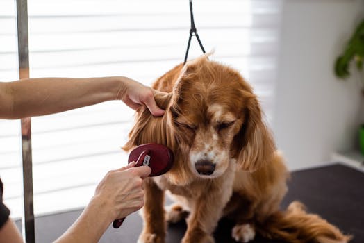 dog being brushed