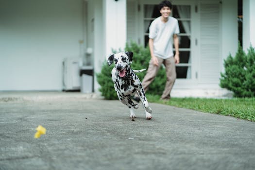 a happy service dog fetching a toy