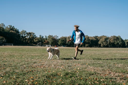 dog training tools