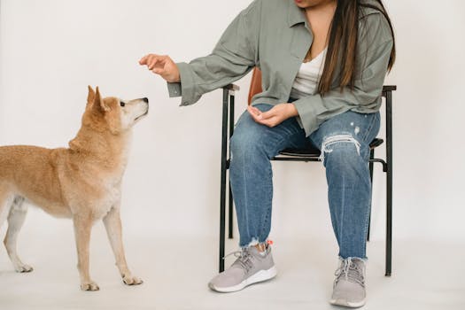 dog and owner practicing commands