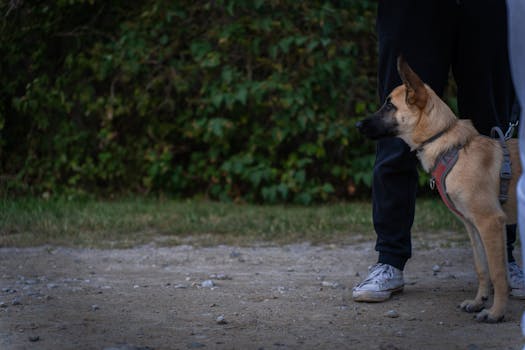 Dog responding to the come command