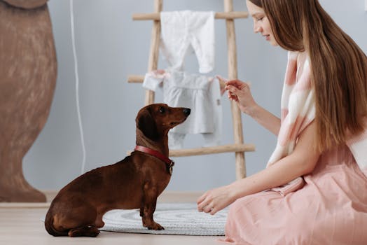 Training a dog to sit using treats