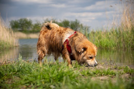 puppy exploring new environment