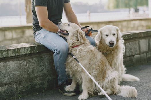 service dog helping owner