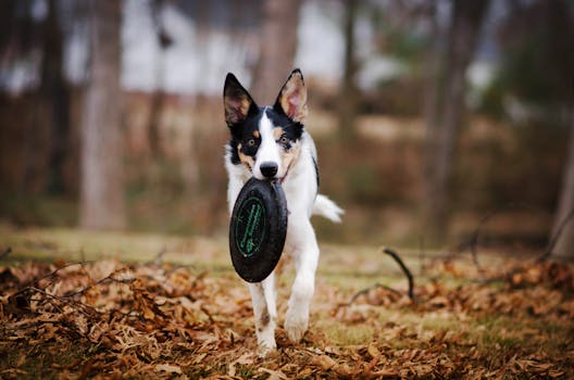 service dog training in a park