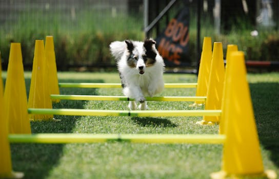 self-trained service dog in action