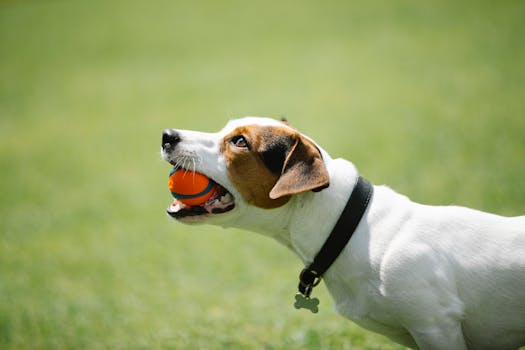 dog training with toys