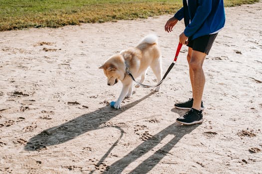 dog and owner training together