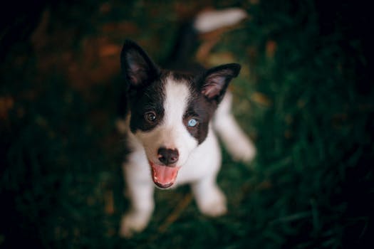 happy service dog