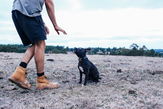 dog training session