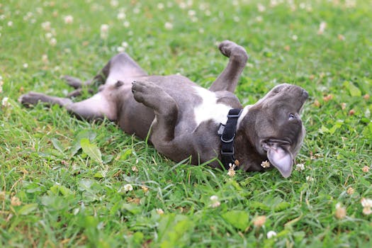 playful dog rolling over