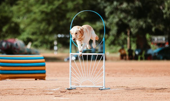 a dog performing tricks with its owner