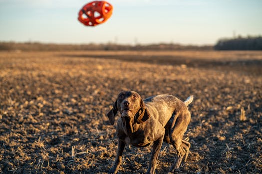 A service dog retrieving a ball