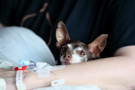 therapy dog visiting a hospital