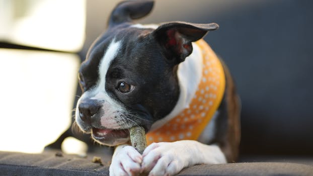 happy puppy receiving a treat