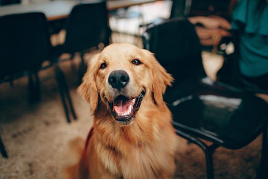 dog looking at a stranger